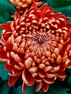 Хризантема горшечная крупноцветковая Tourbillon ( Турбилон)