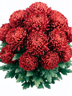 Хризантема горшечная крупноцветковая Tourbillon ( Турбилон)