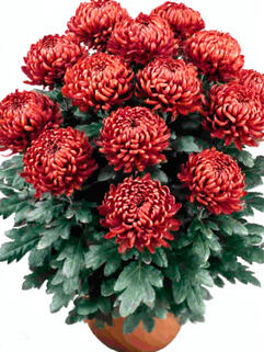 Хризантема горшечная крупноцветковая Tourbillon ( Турбилон)