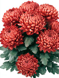 Хризантема горшечная крупноцветковая Tourbillon ( Турбилон)