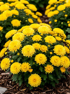 Хризантема мультифлора Дюн