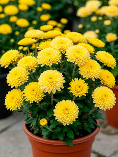 Хризантема мультифлора Дюн