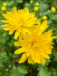 Хризантема мультифлора Дюн