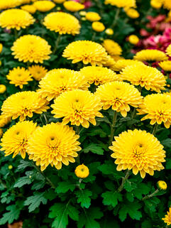 Хризантема мультифлора Sanbeam Golden (Санбим Голден)