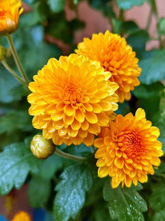 Хризантема мультифлора Хало