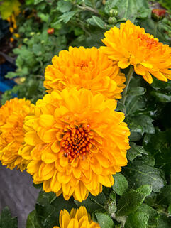 Хризантема мультифлора Хало