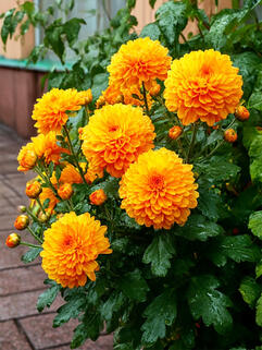 Хризантема мультифлора Хало