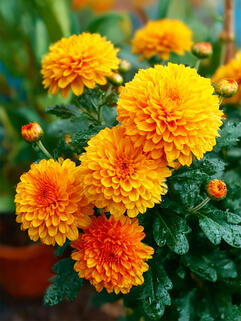 Хризантема мультифлора Хало