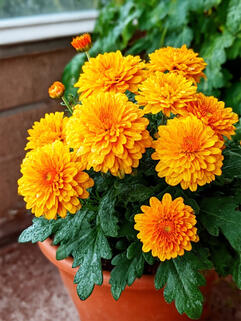 Хризантема мультифлора Хало