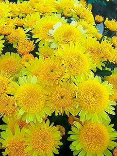 Хризантема мультифлора Керри