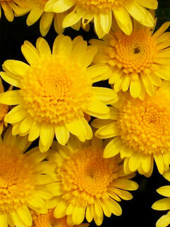 Хризантема мультифлора Керри