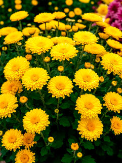 Хризантема мультифлора Керри