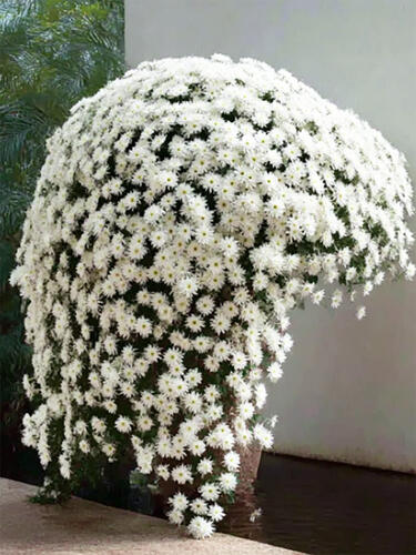 Хризантема каскадная Gavarnie ( Гаварния)