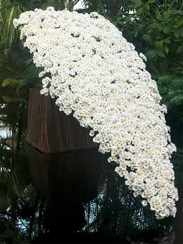 Хризантема каскадная Gavarnie ( Гаварния)