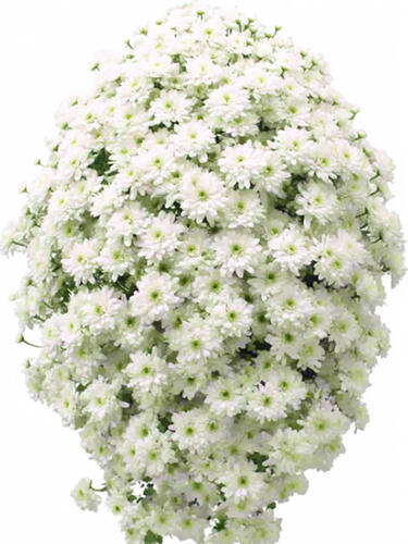 Хризантема каскадная Gavarnie ( Гаварния)