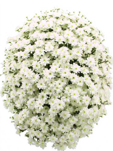 Хризантема каскадная Gavarnie ( Гаварния)