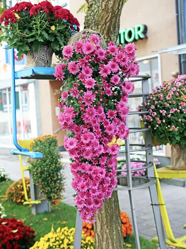 Хризантема каскадная Livingstone (Ливингстон)