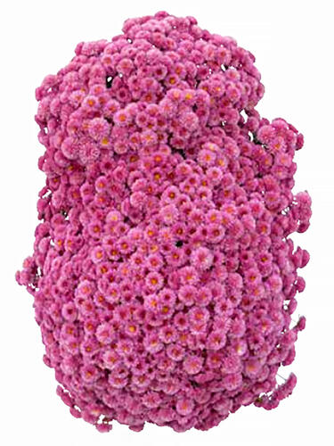 Хризантема каскадная Livingstone (Ливингстон)