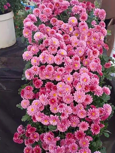 Хризантема каскадная Livingstone (Ливингстон)