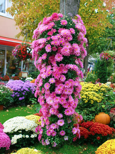 Хризантема каскадная Livingstone (Ливингстон)