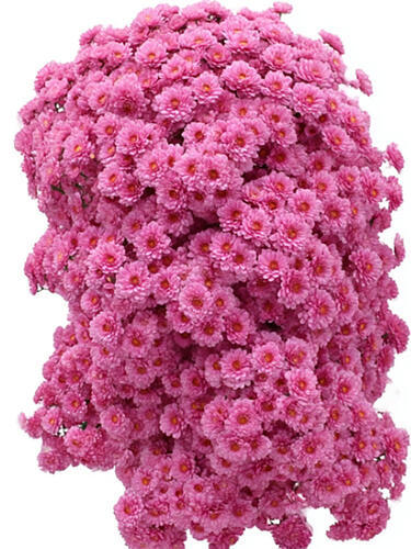 Хризантема каскадная Livingstone (Ливингстон)