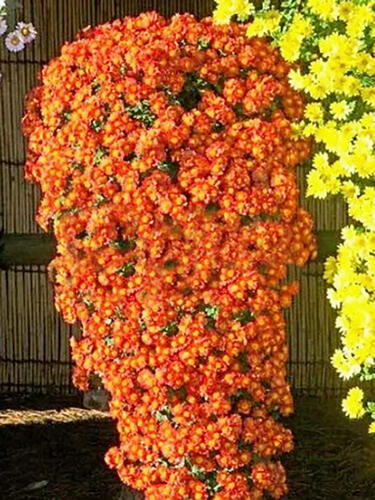 Хризантема каскадная Victoria ( Виктория)