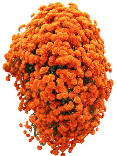 Хризантема каскадная Victoria ( Виктория)