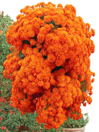Хризантема каскадная Victoria ( Виктория)