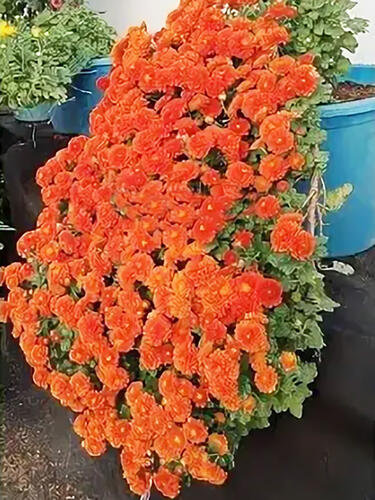 Хризантема каскадная Victoria ( Виктория)