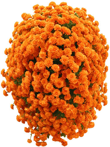 Хризантема каскадная Victoria ( Виктория)