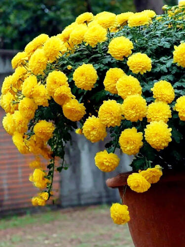 Хризантема каскадная № 2025