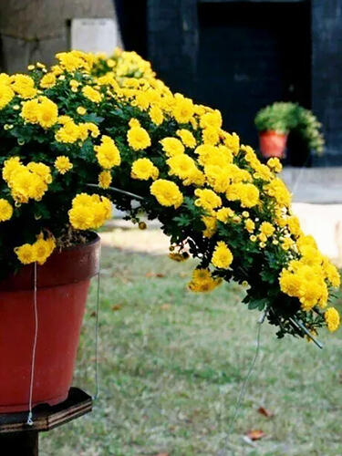 Хризантема каскадная № 2025