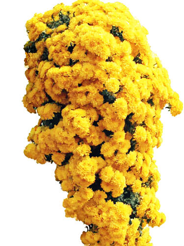 Хризантема каскадная № 2025