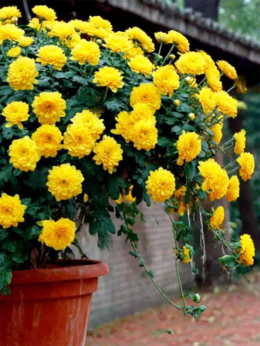 Хризантема каскадная № 2025