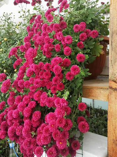 Хризантема каскадная № 2045