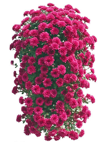 Хризантема каскадная № 2045