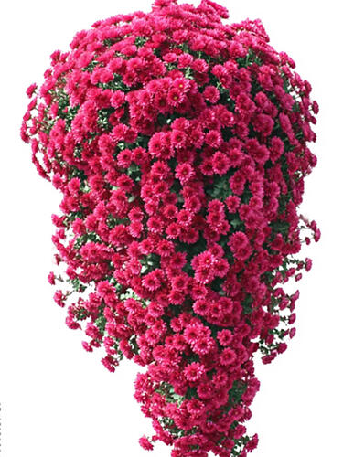 Хризантема каскадная № 2045