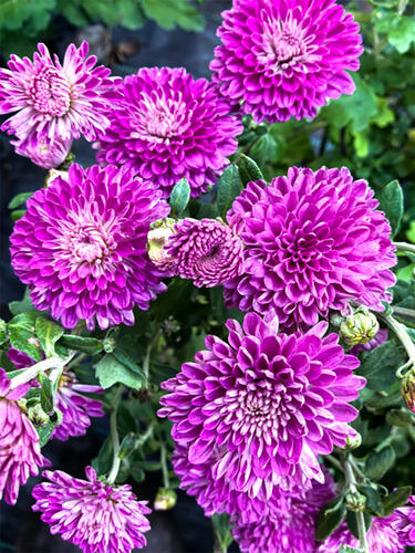 Хризантема корейская Маргарита